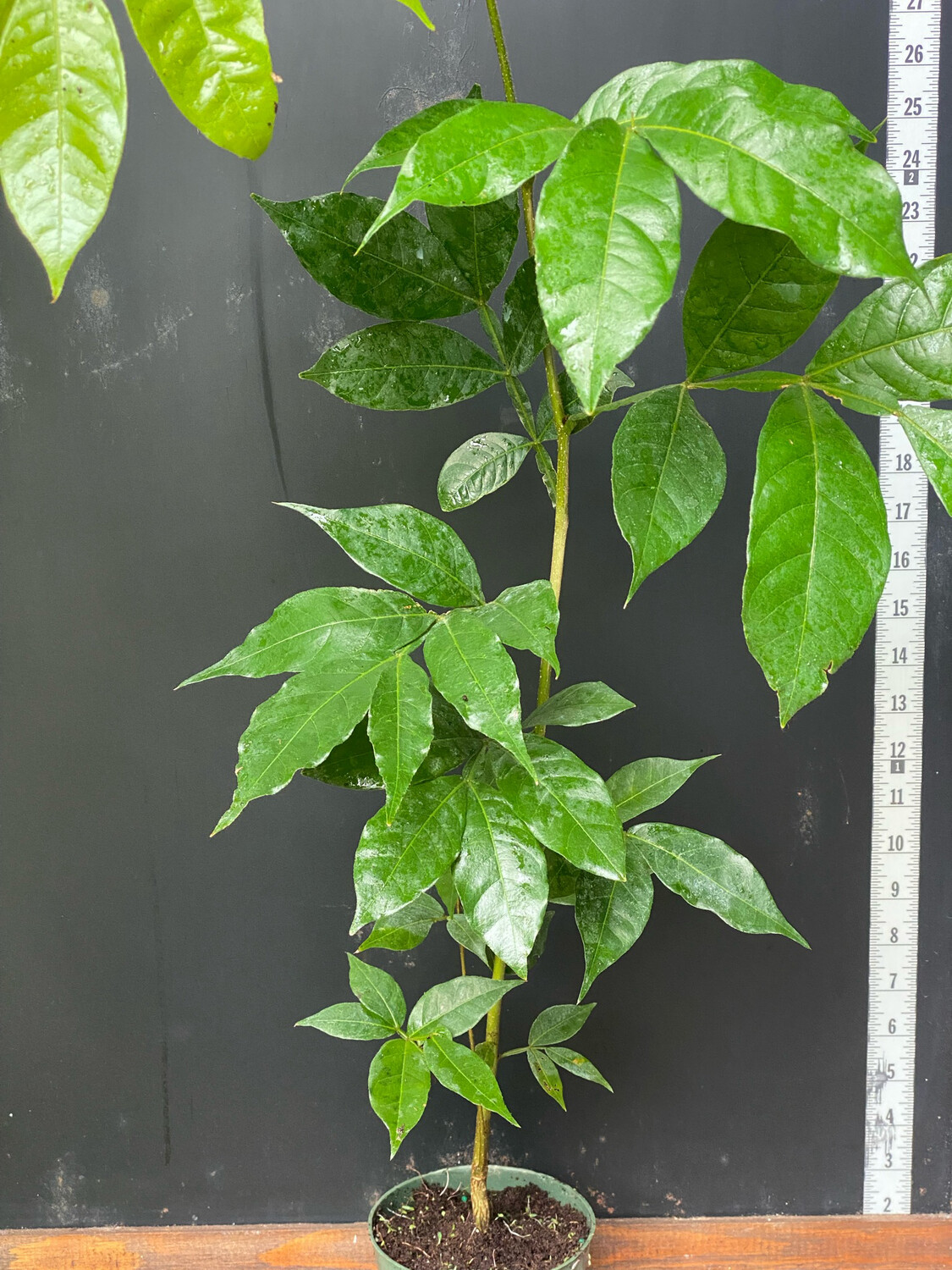 Costa Rican Guaba Tree Taste Ice Cream Bean at Home! 🌴