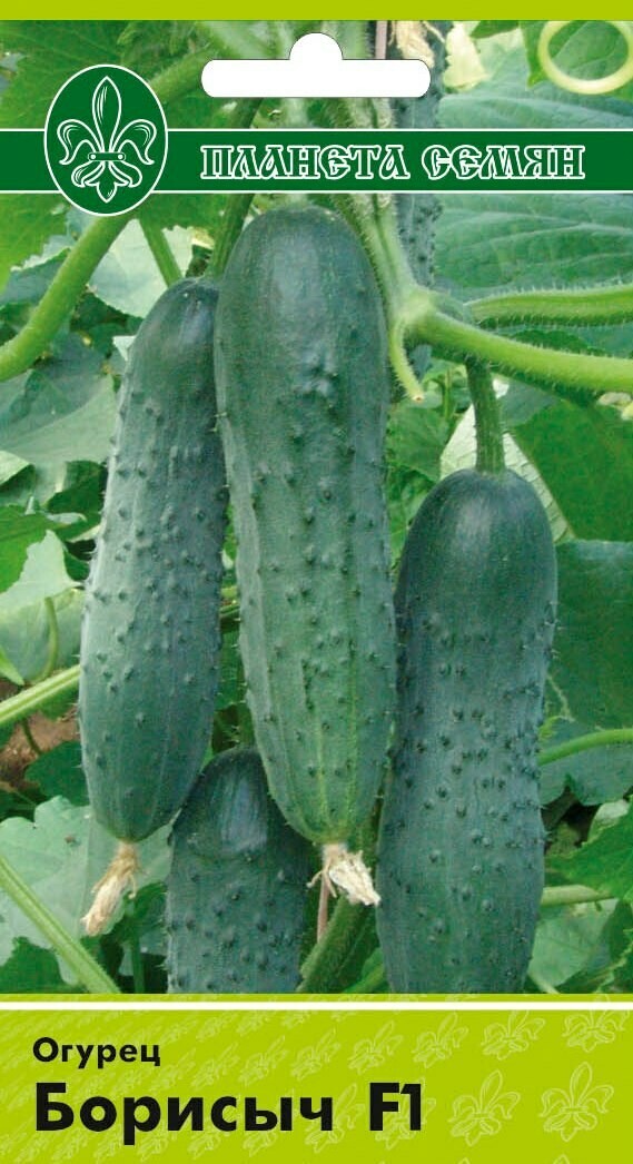 Купить Семена Огурцов Борисыч
