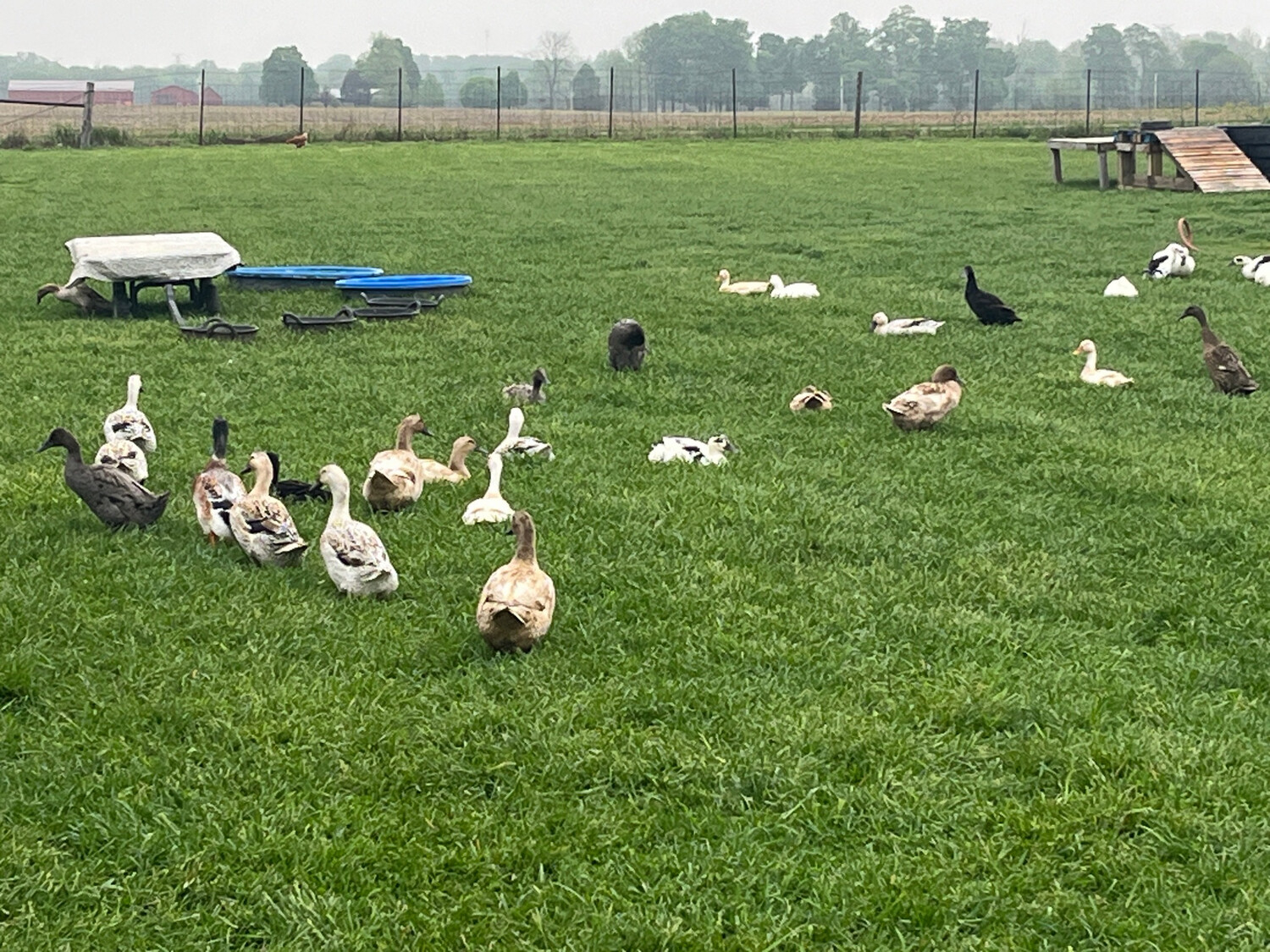 Large Duck Eggs One Dozen