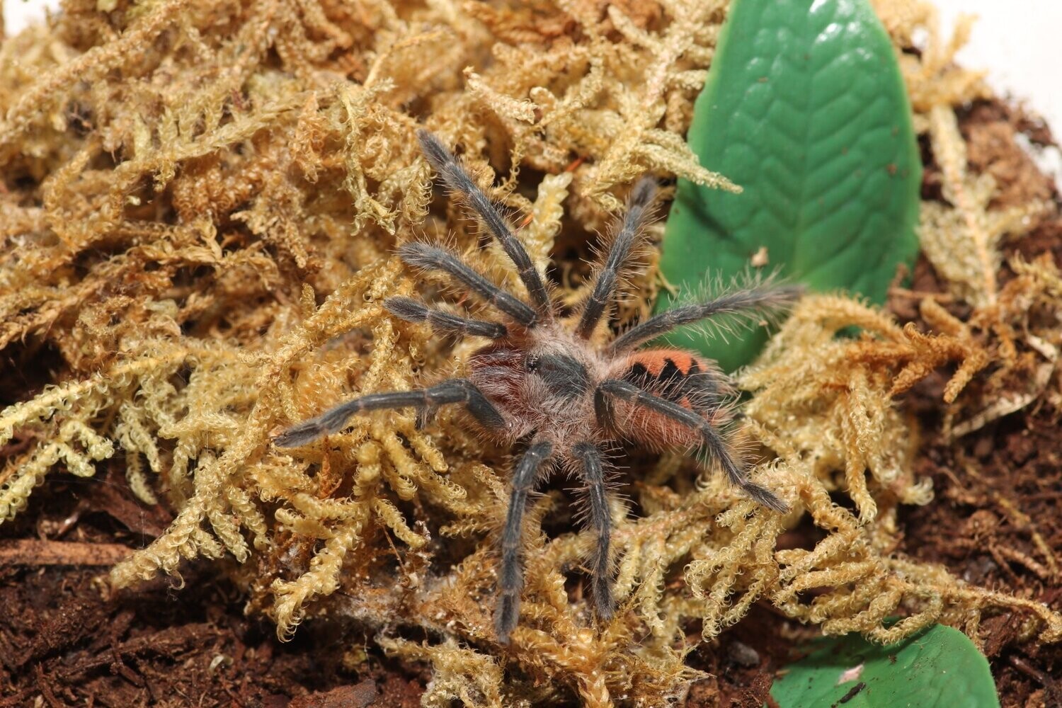 Pamphobeteus sp. 'Mascara' 1.5"Mascara birdeater