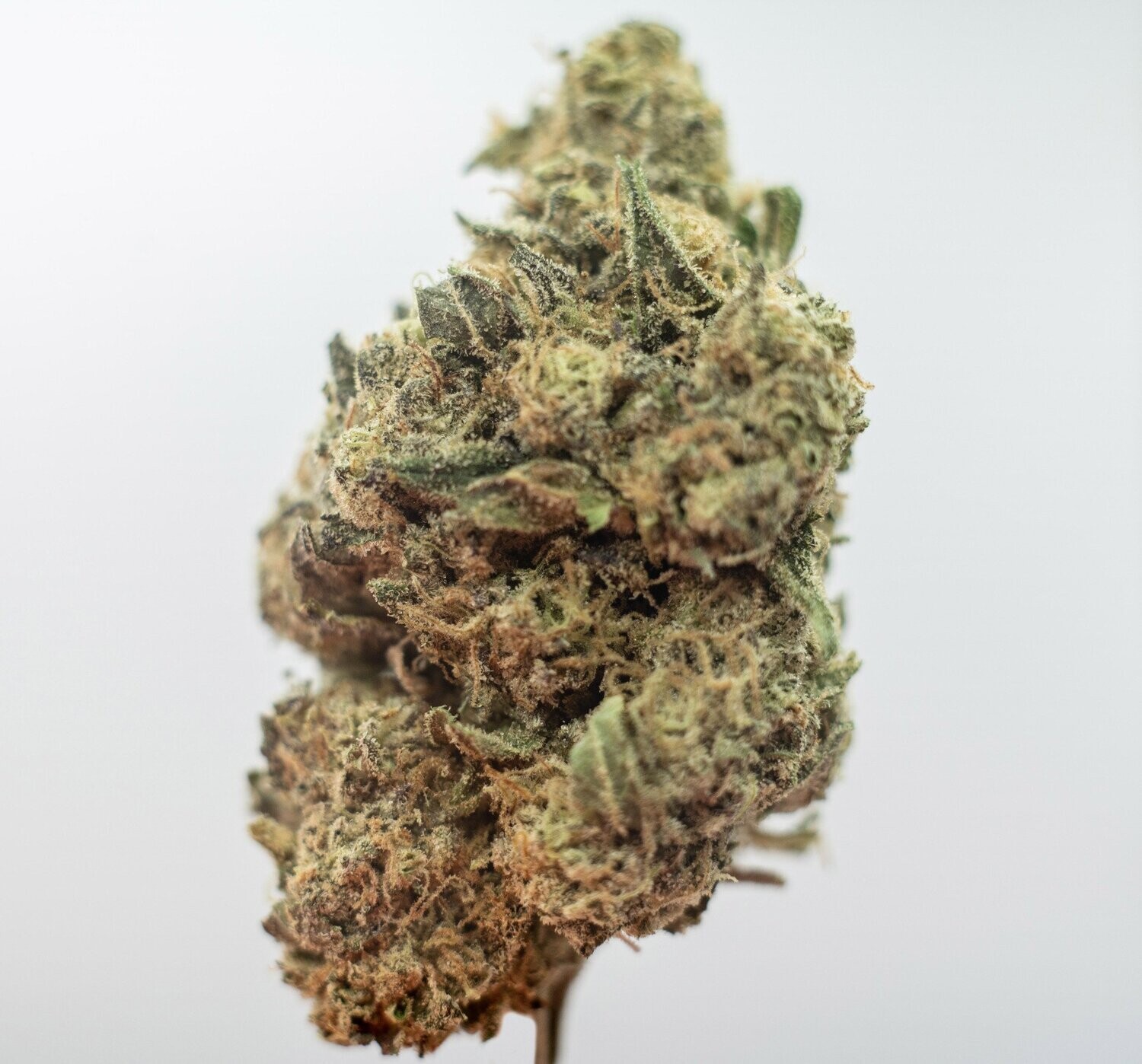 L13 Top Shelf Strain, Indica Dominant Hybrid