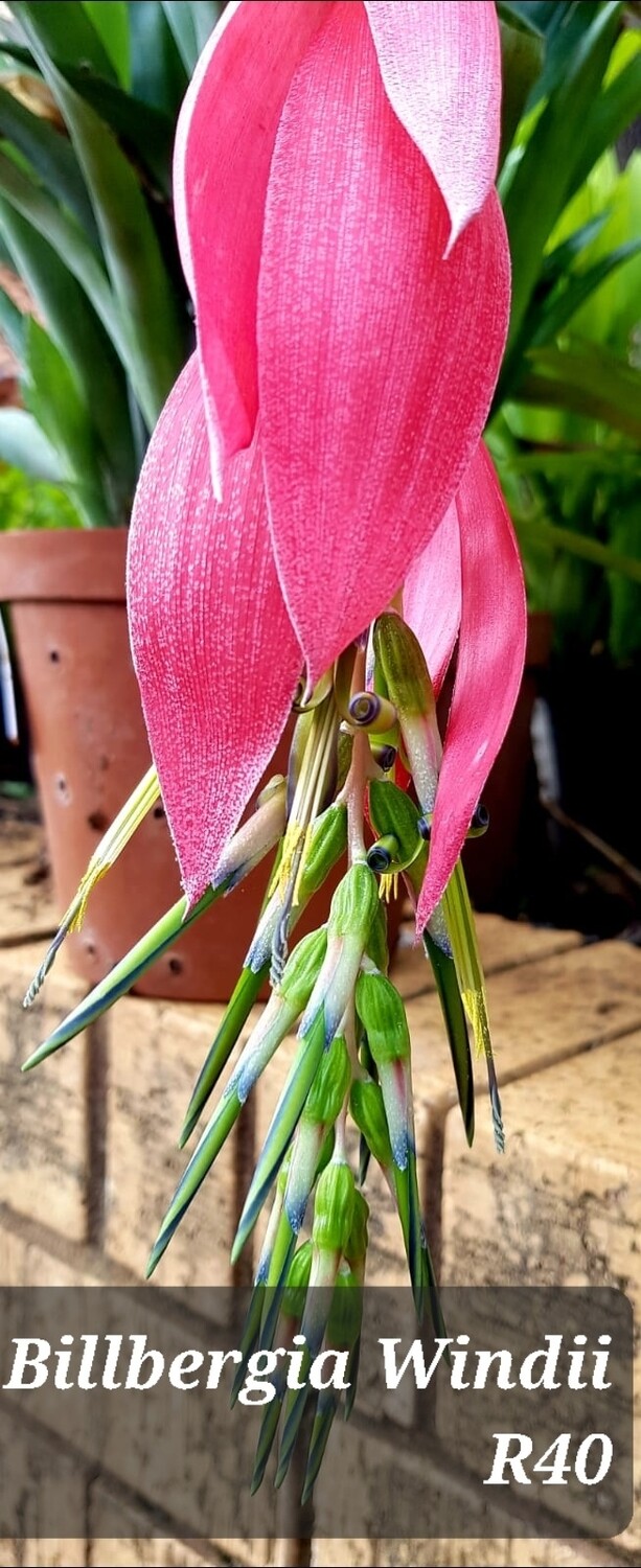 Billbergia Windii
