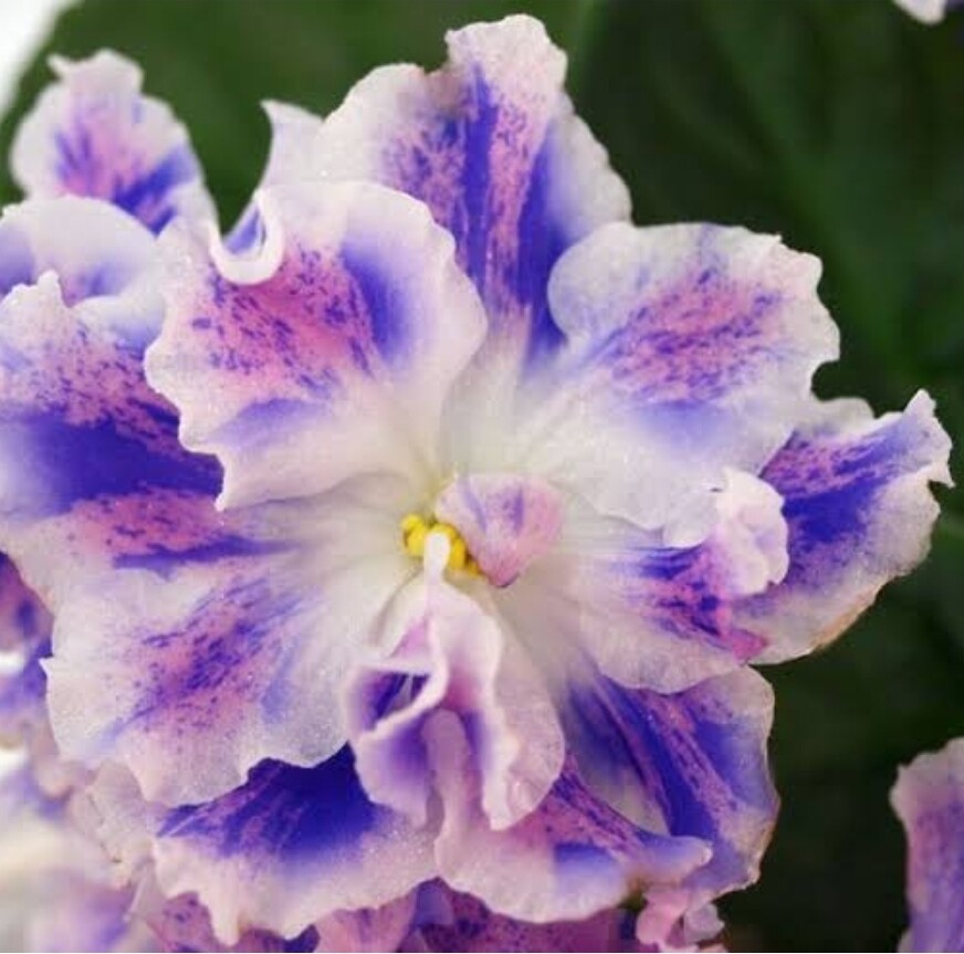 Playful Spectrum Starter Plant playful-spectrum-starter-plant