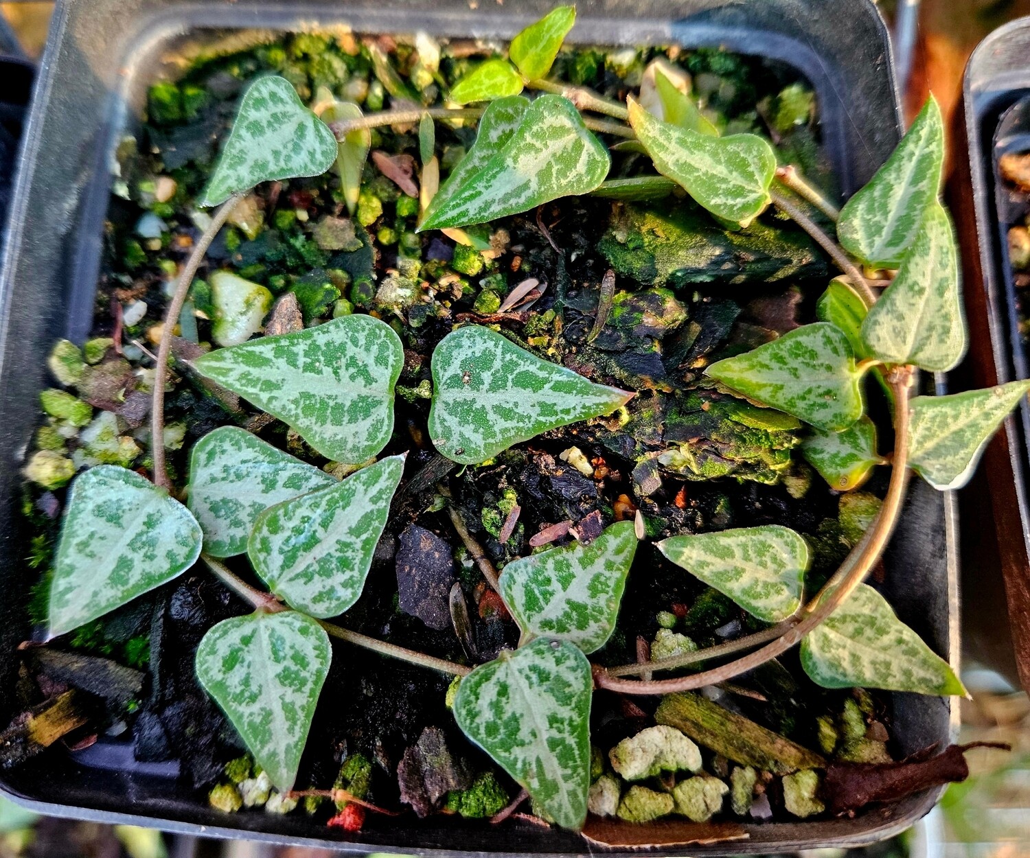String of Spades Ceropegia woodii