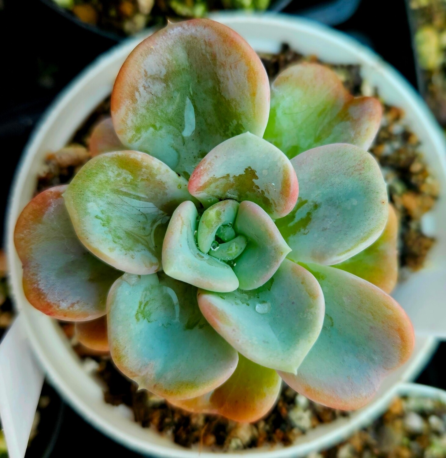 Echeveria Orpet