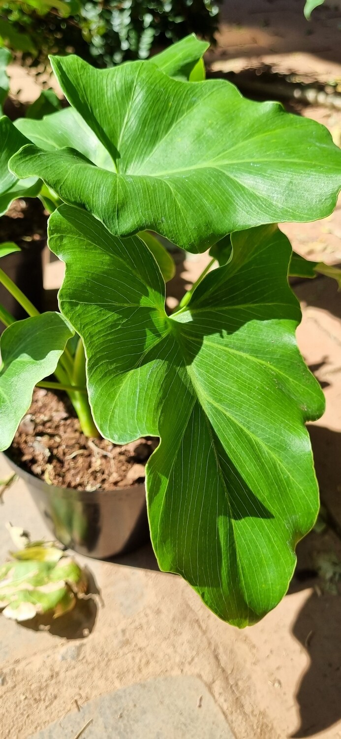 Philodendron Selloum