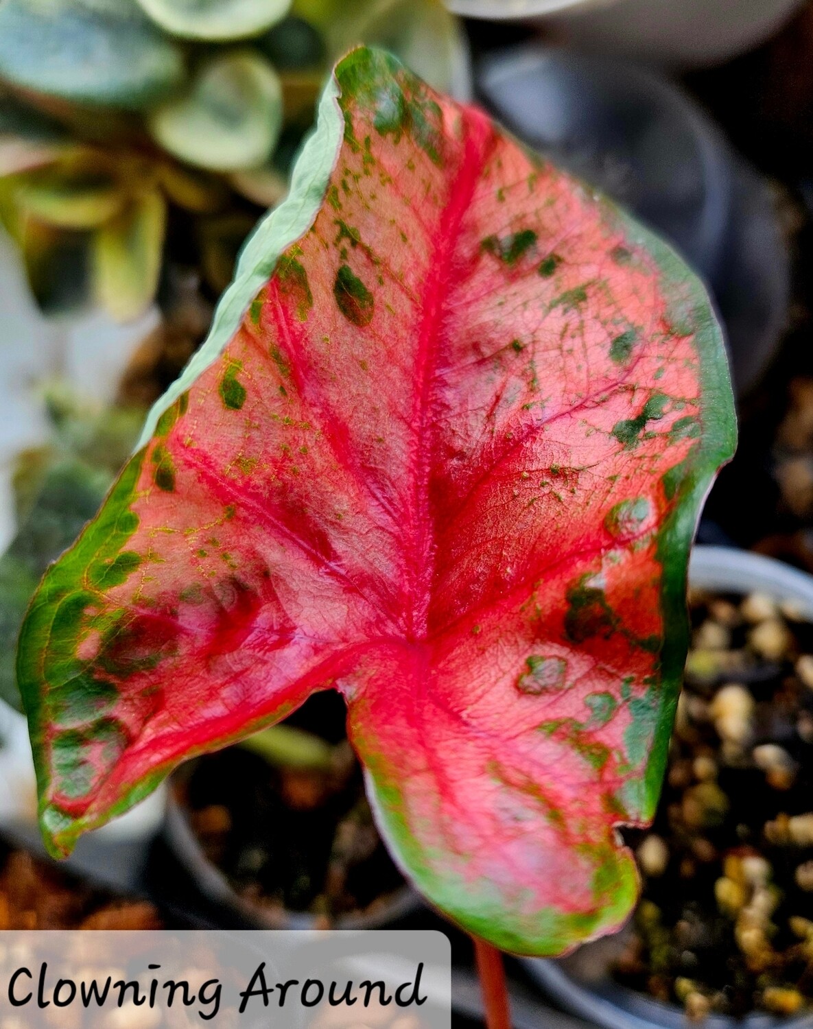 Caladium Clowning Around