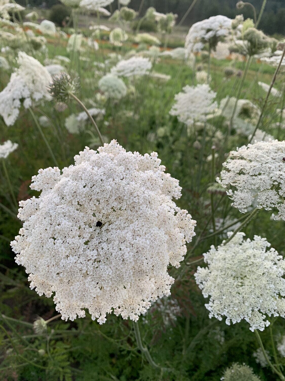 Carrot Seed Hydrosol 2023 Product