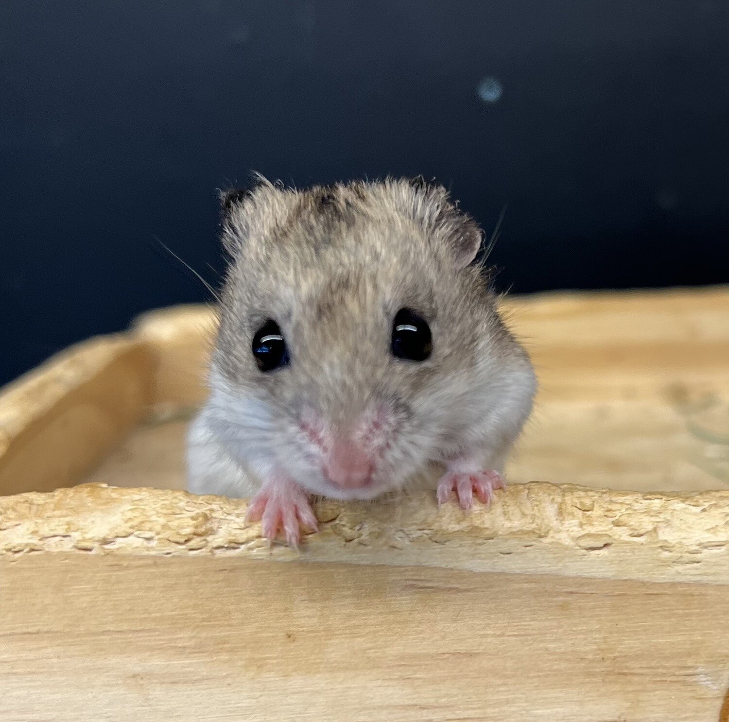 Chinese Dwarf Hamster