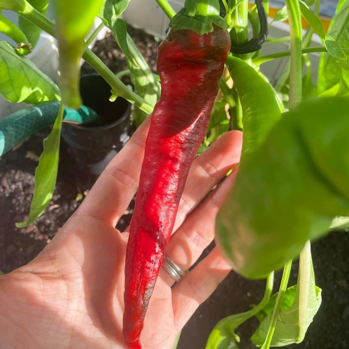 Capsicum Jimmy Nardello Seeds