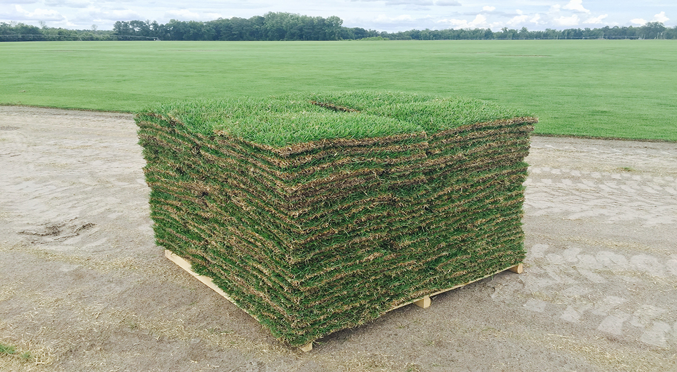 Sod for Sale Sod Supplier Zoysia Grass