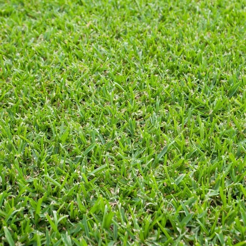 Buy Sir Grange turf Gold Coast