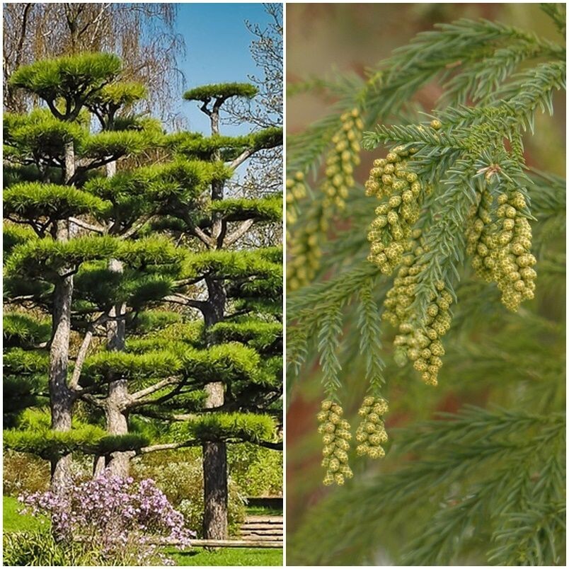 50 Semi Di Cryptomeria Japonica,cedro Giapponese, Semi Bonsai - Foto 9