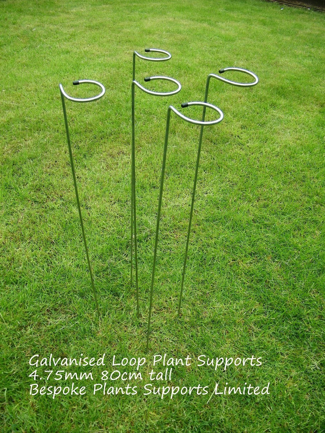 Non Rusting Loop stake/ plant support 80cm ( 5 pack) 4.75mm