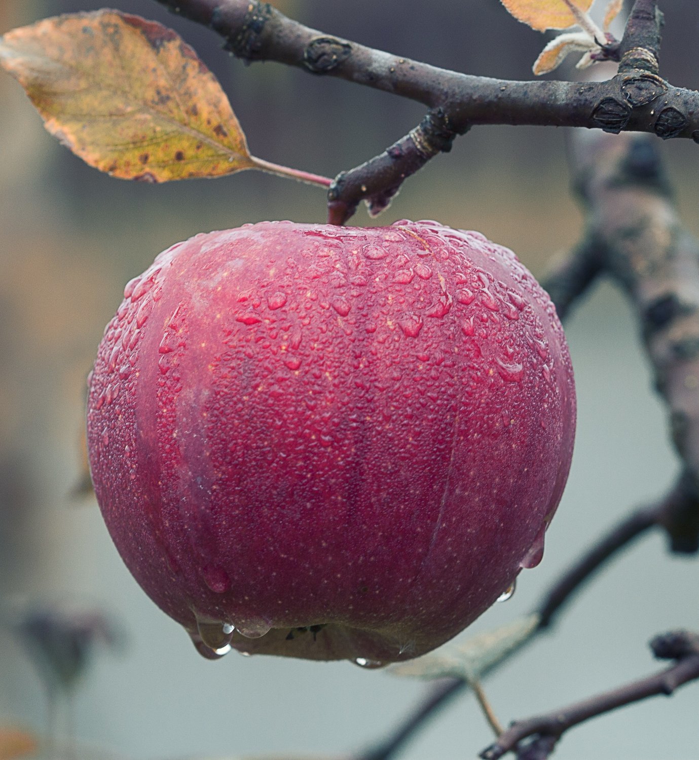 Arkansas Black Apple Legg Creek Farm