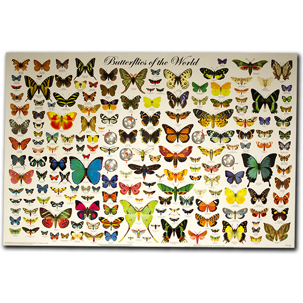 Laminated Butterflies of the World Poster