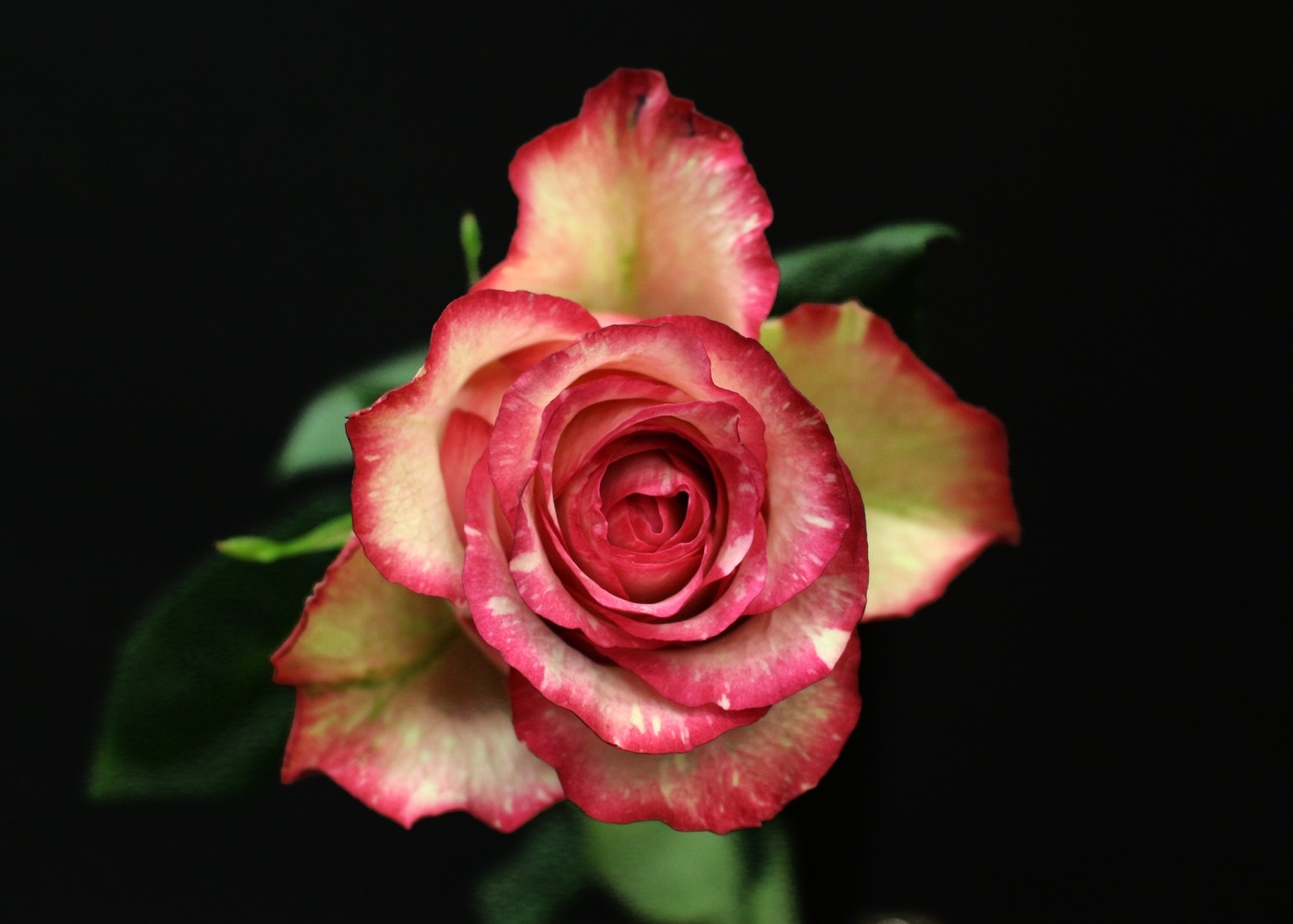 Rose Clown | Somptueuse | Paris | Fleurs de Prestige