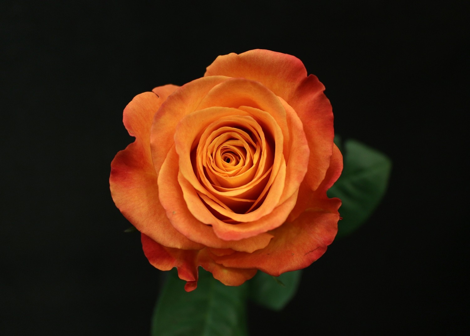 Rose Confidential | Luxe | Paris | Fleurs de Prestige