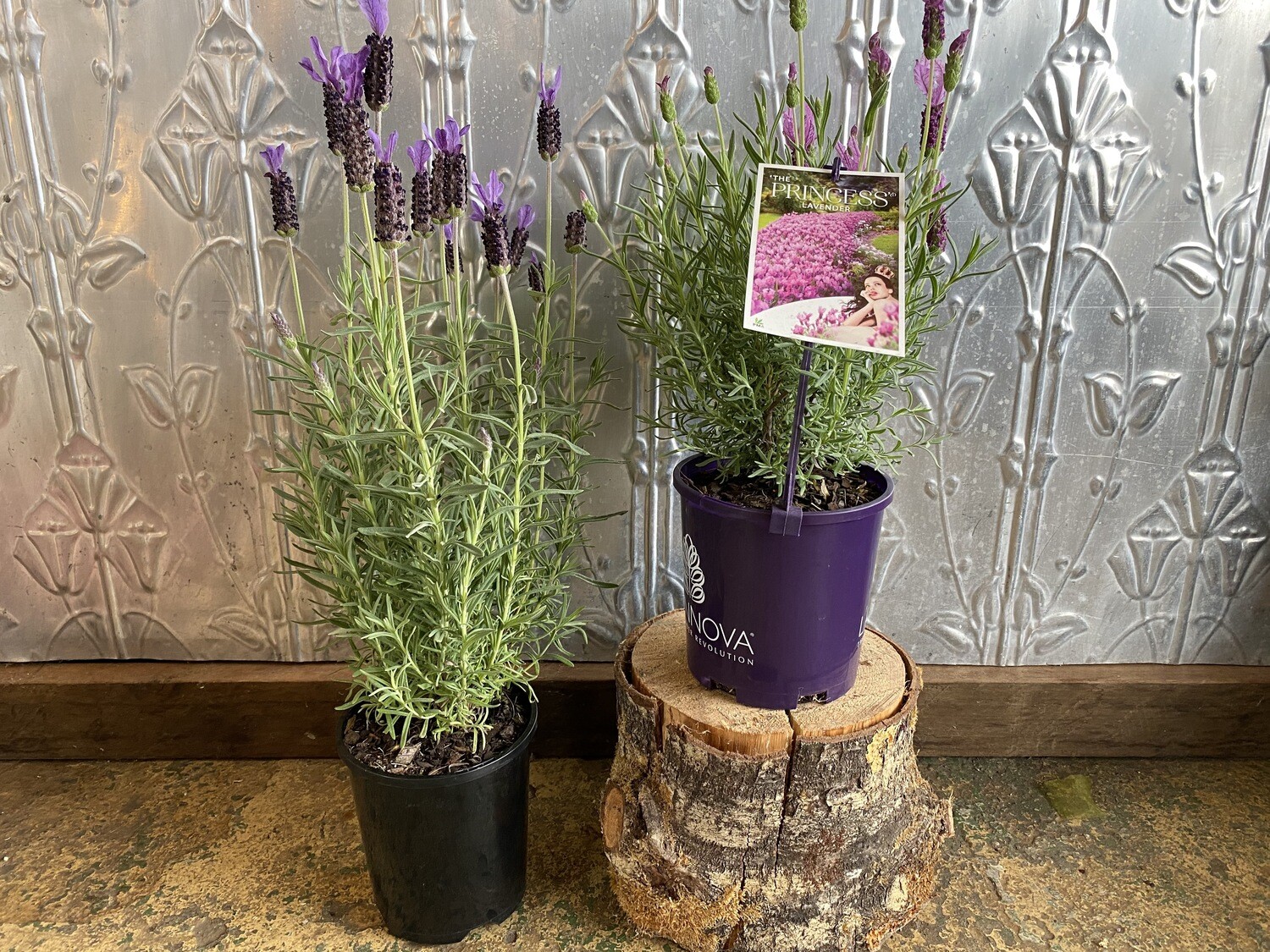 Potted Assorted Lavender (Lavandula)