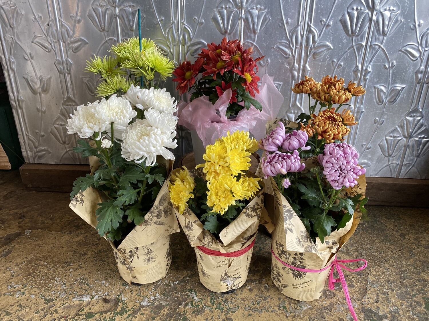 Potted Chrysanthemum