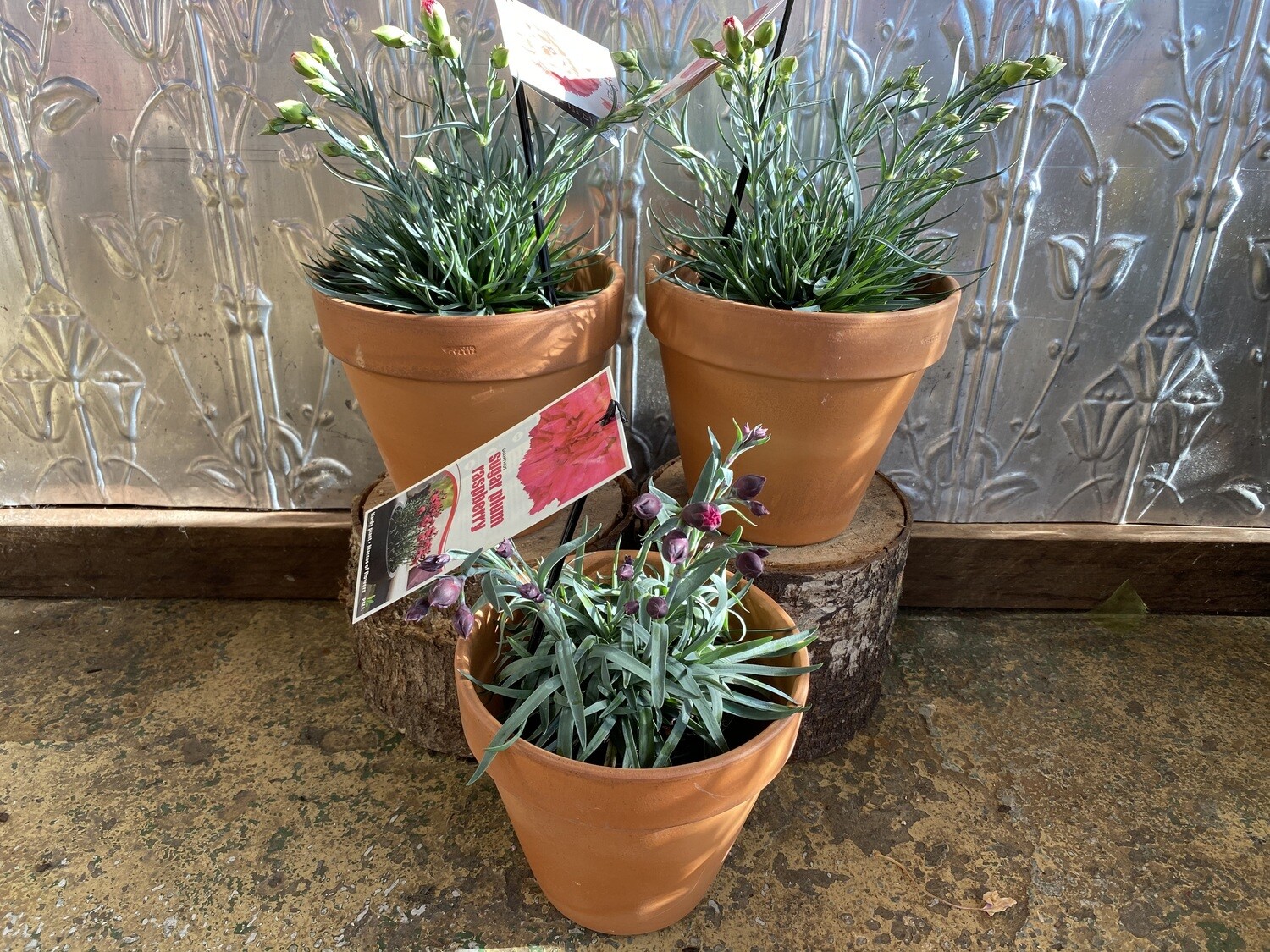 Potted Mini Carnations (Dianthus)