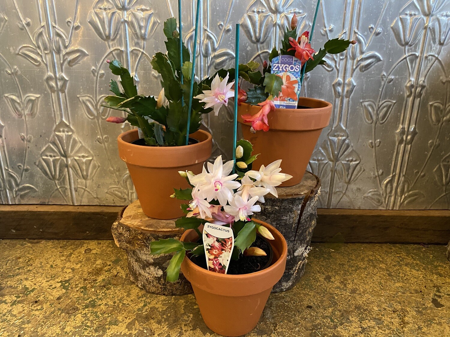 Potted Zygocactus (Schlumbergera sp.)