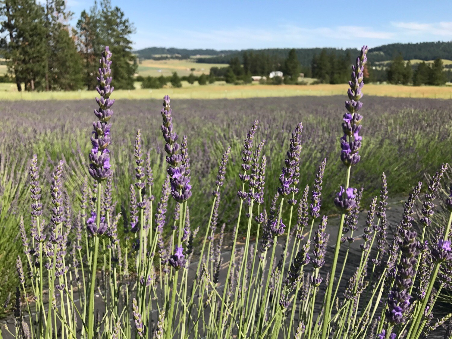 Lavandin Grosso Organic Essential Oil 180897