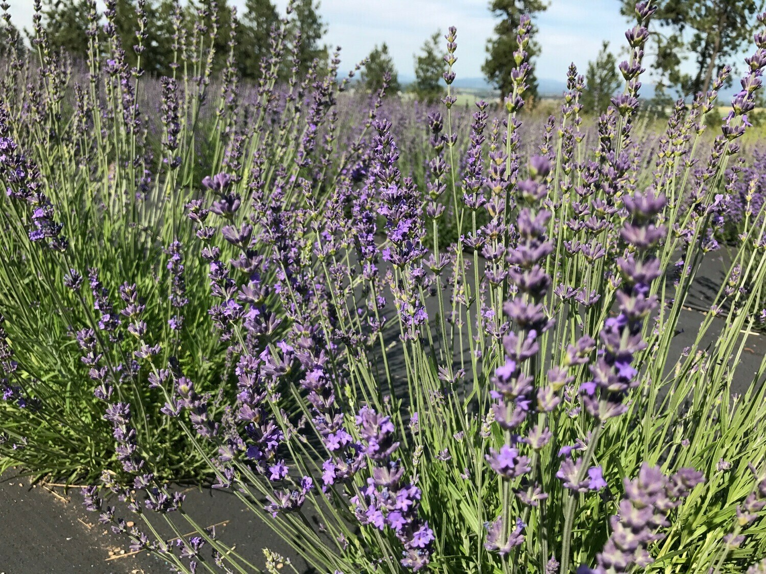 Maillette Lavender