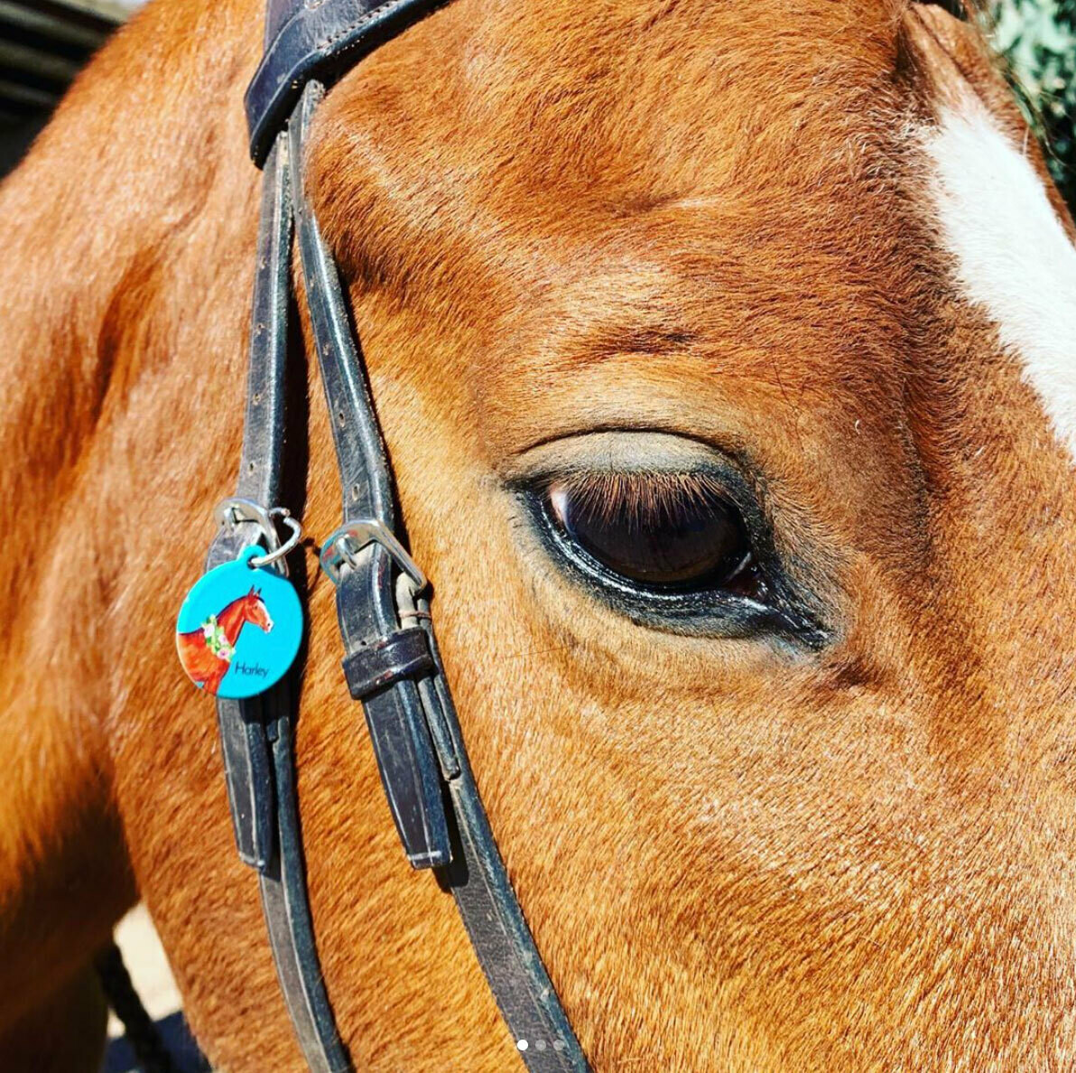 Watercolor Horse ID Tag Halter Tag Bridle Tag Saddle Tag