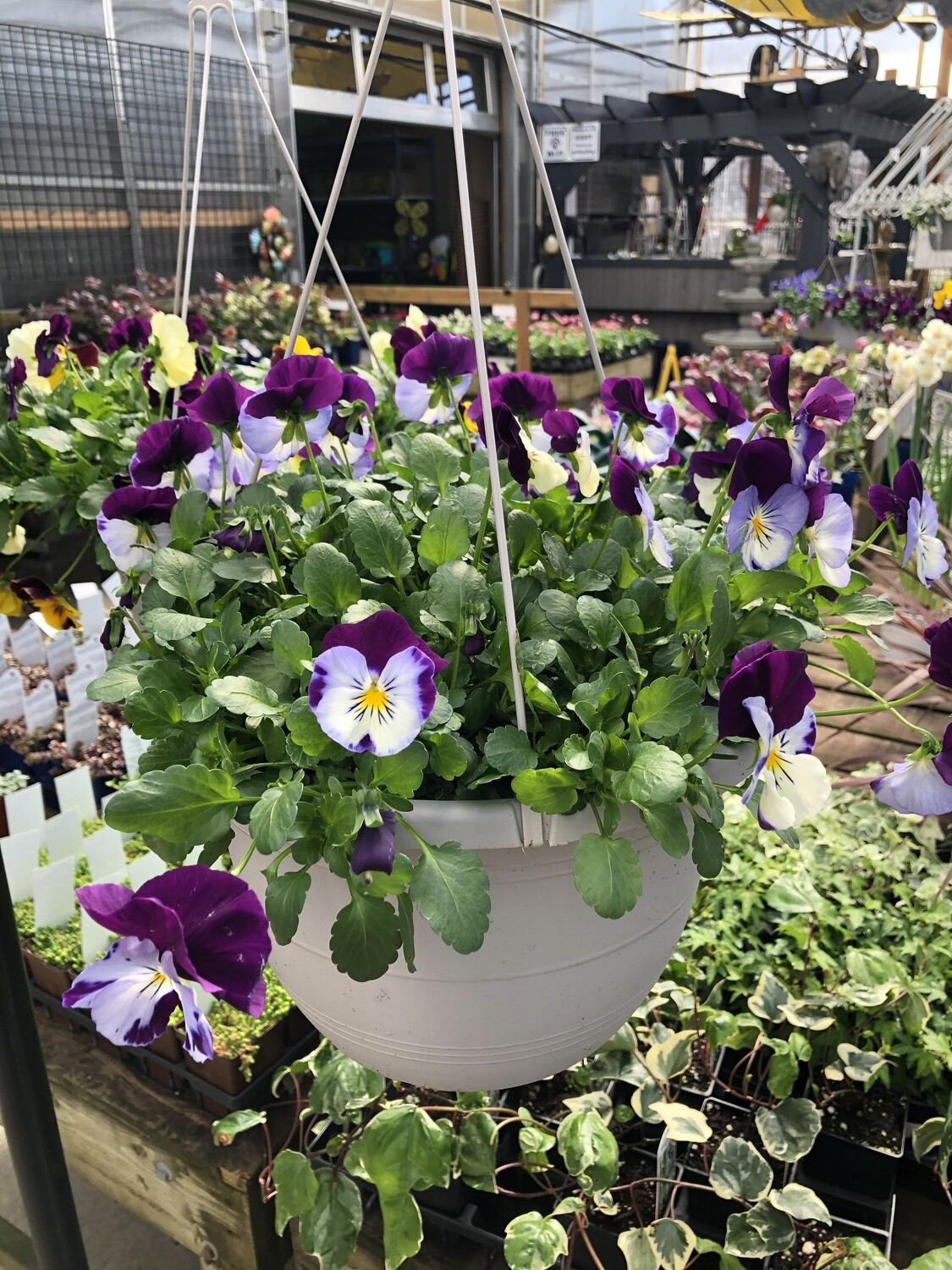 Cool Wave Pansy Basket