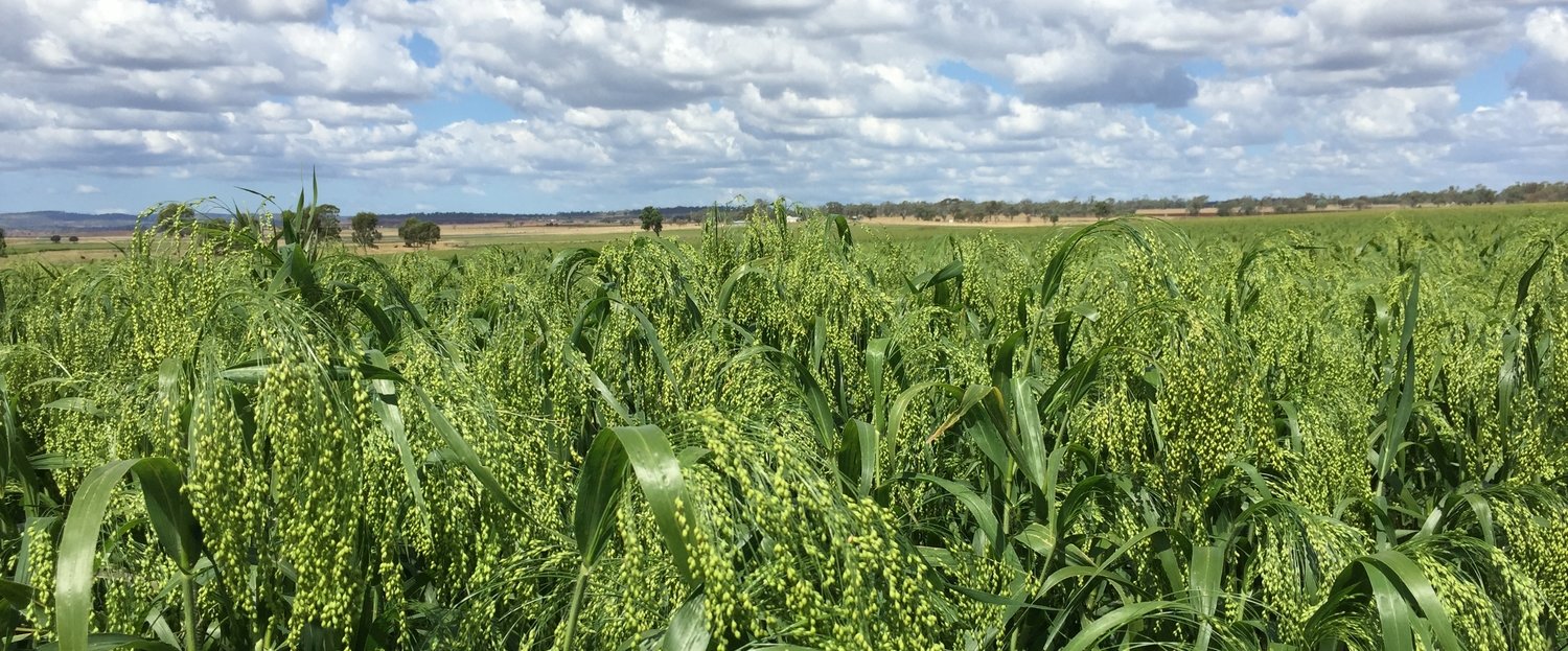 Queensland Spray MilletGreen White French sprays 7kg