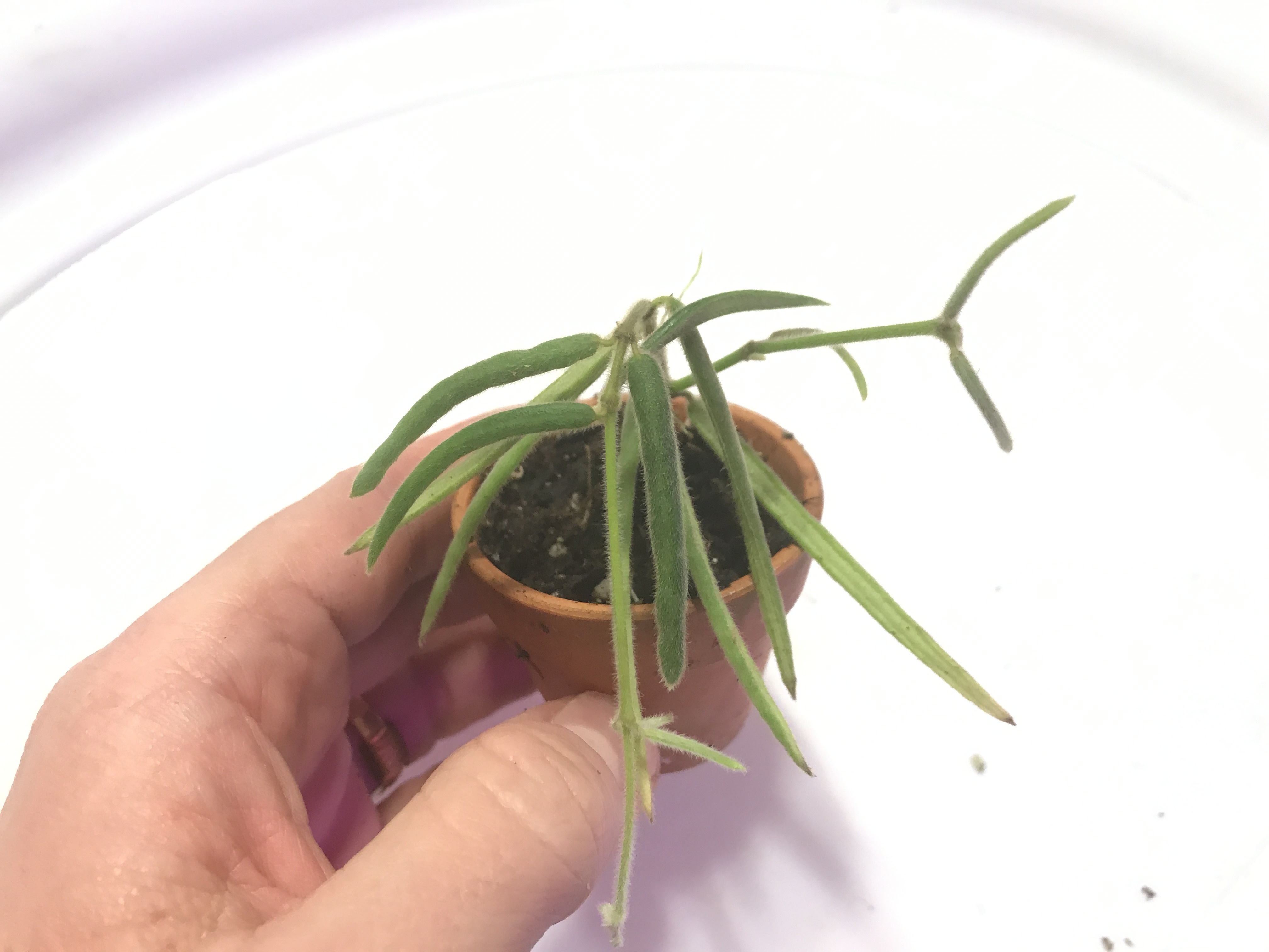 Hoya Cutting Gallery