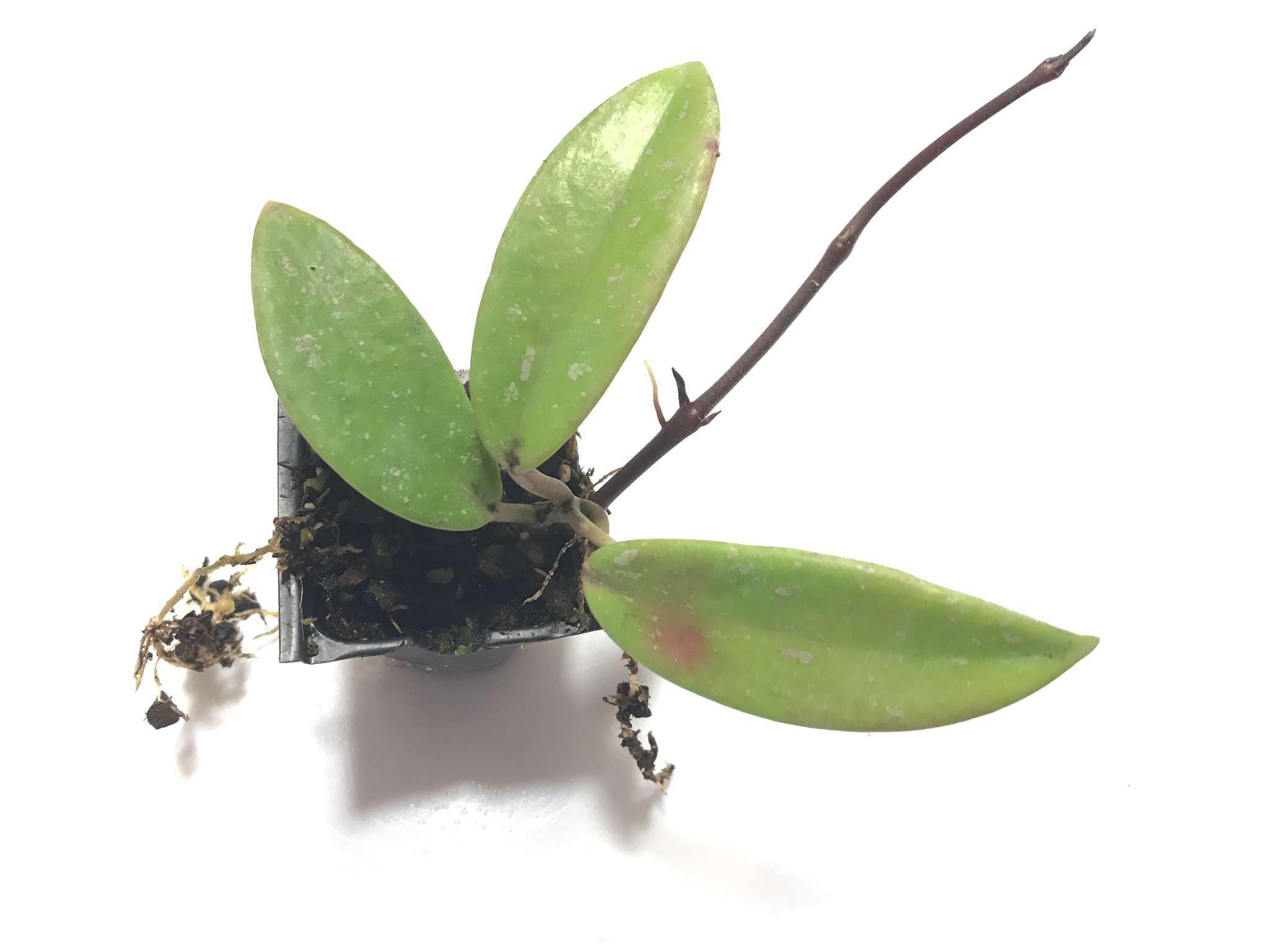 Hoya Cutting Gallery