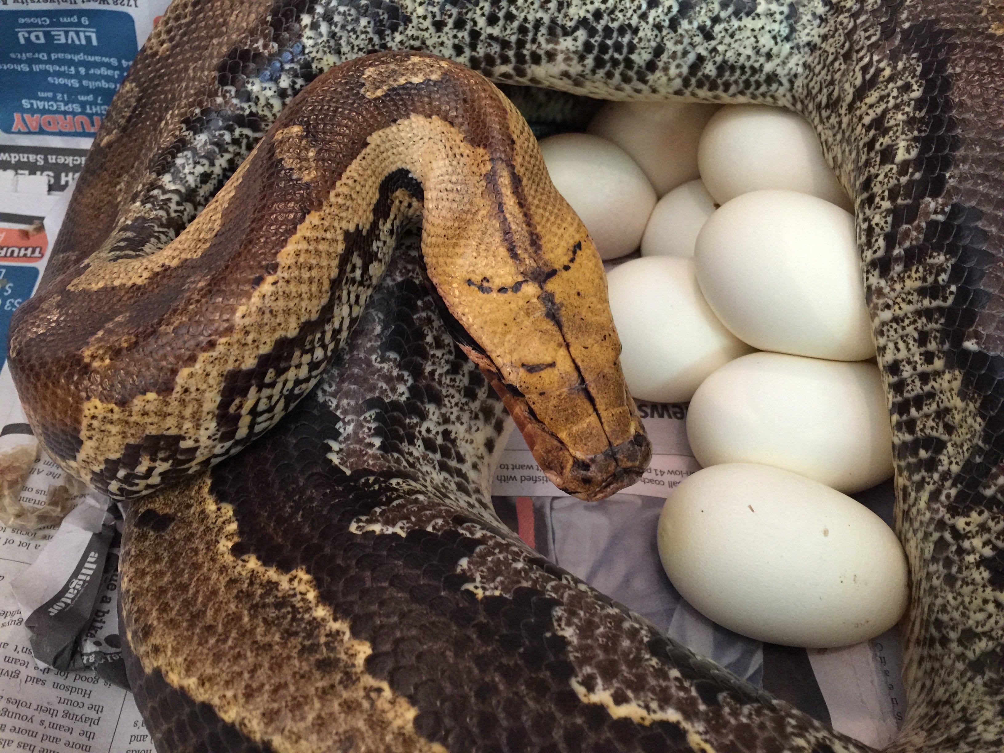 Borneo Short Tail Pythons | The Store | Ancient Reproductions