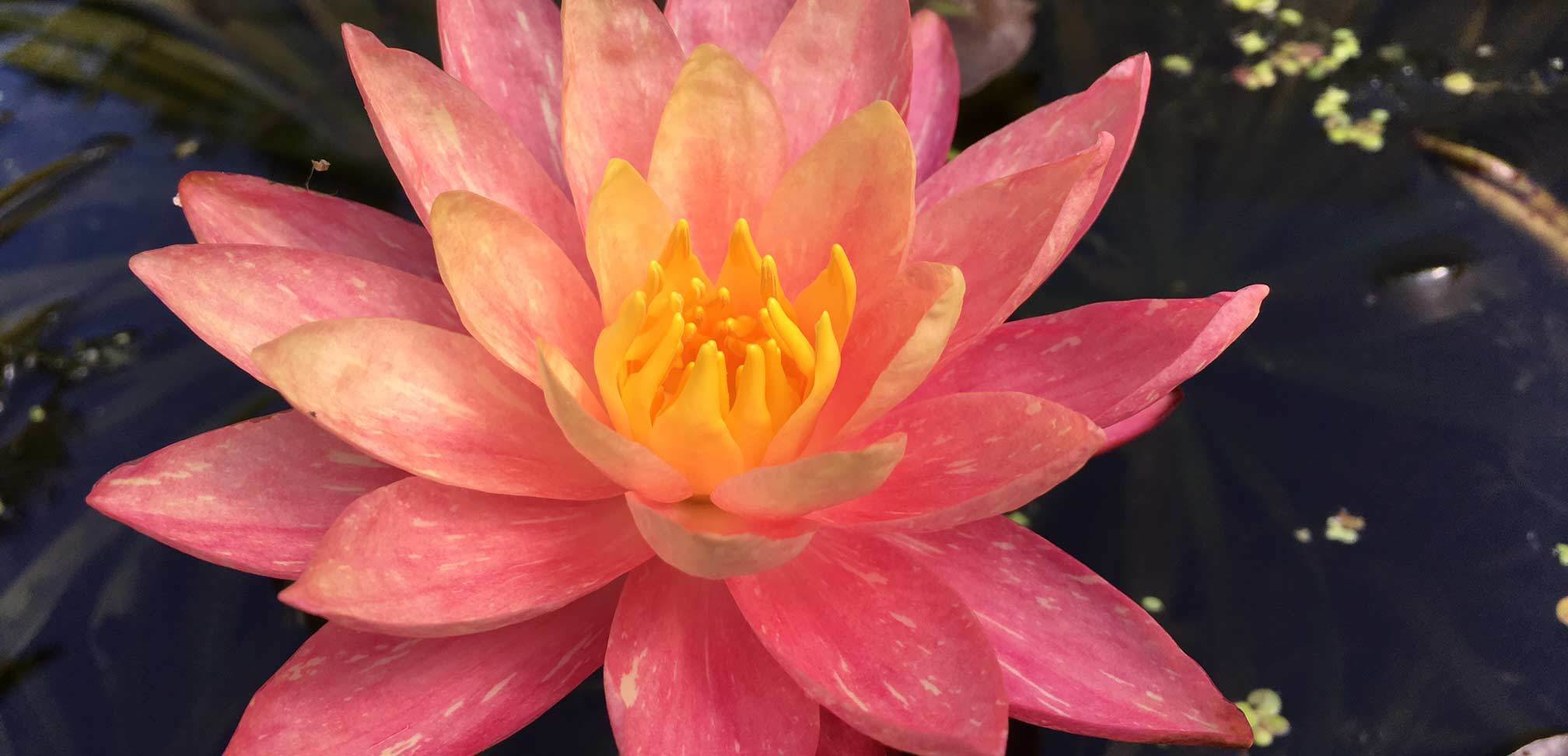 Peach Hardy Water Lilies Pond Products Canada Hydrosphere Water Gardens