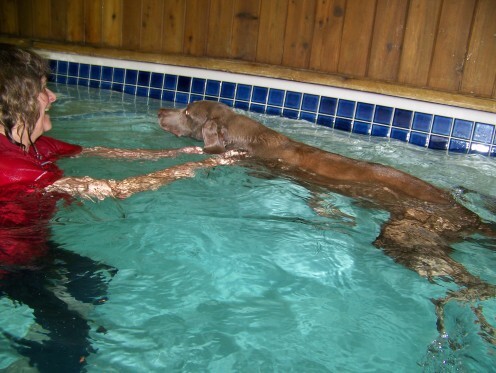 Dog Canine Hydrotherapy Canine Aging
