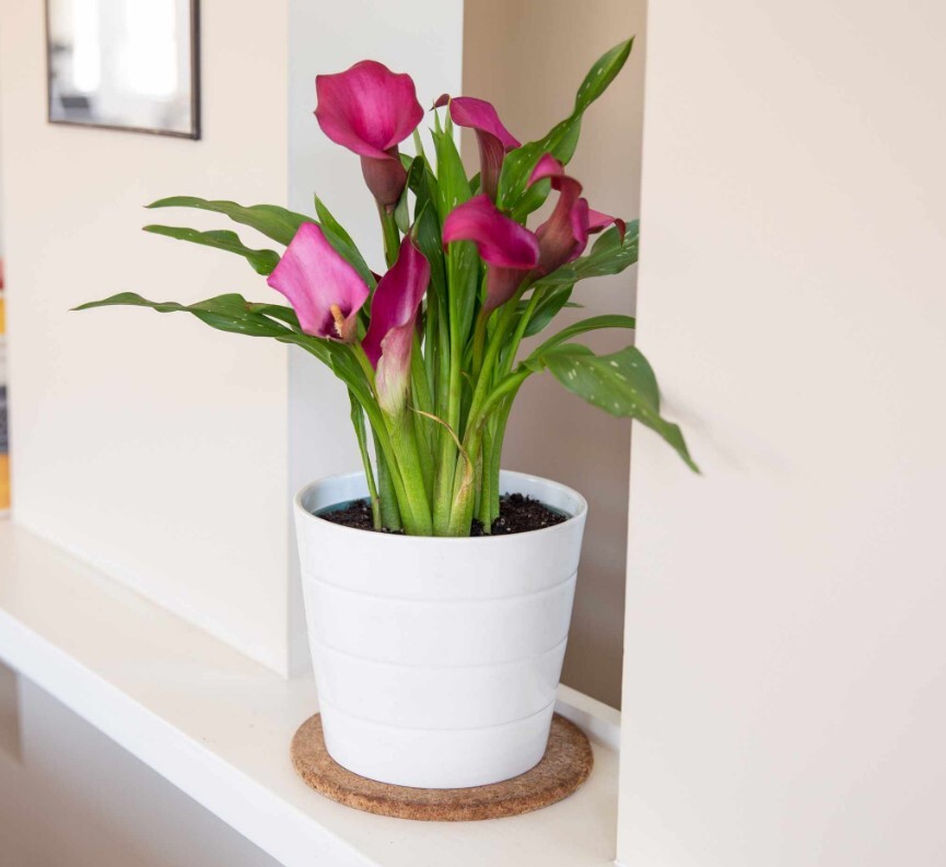 Calla Lily plant