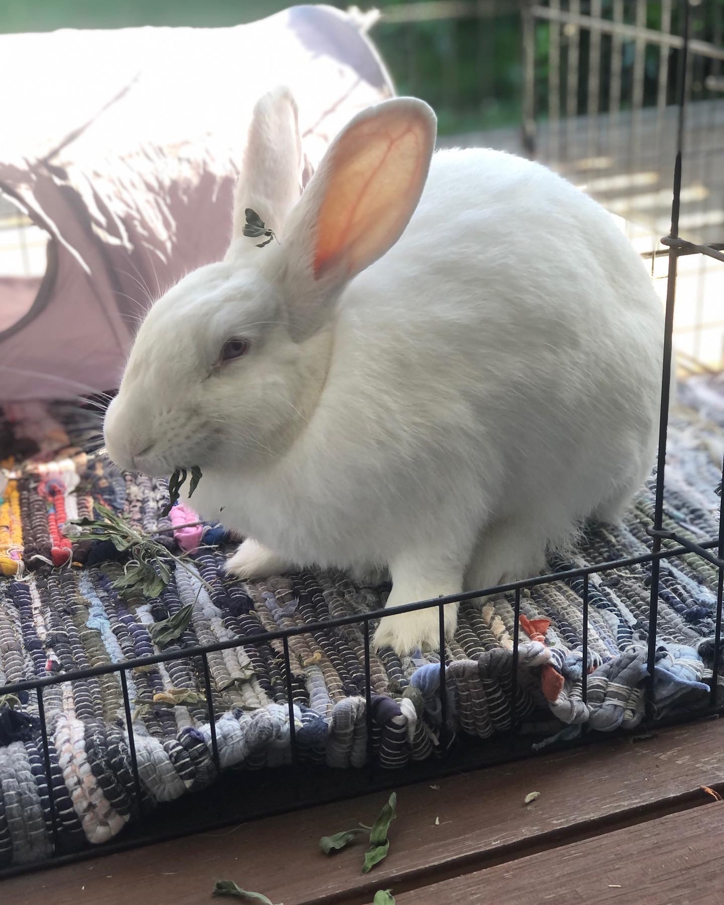 Barney's wifebun Peach