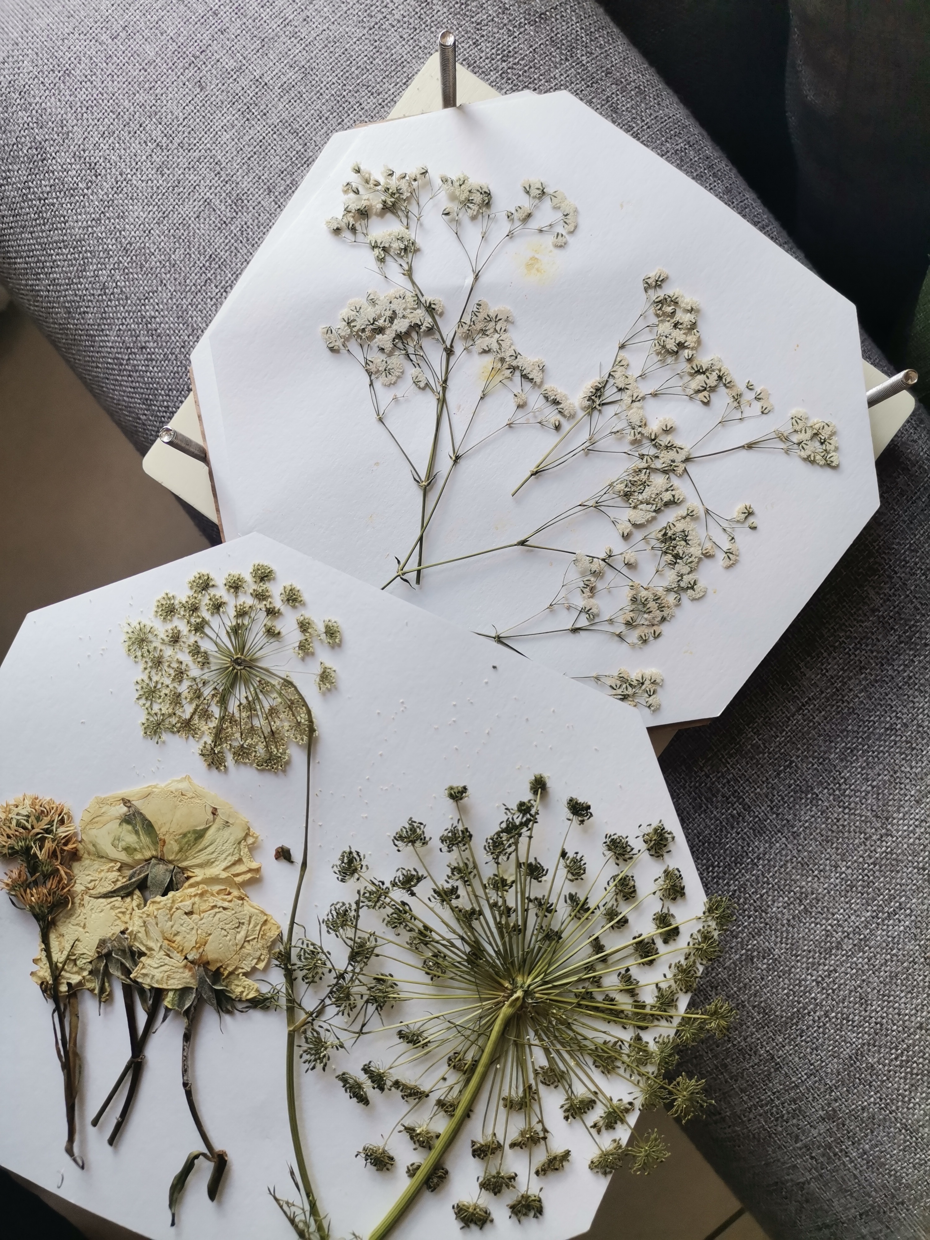 Pressed flowers