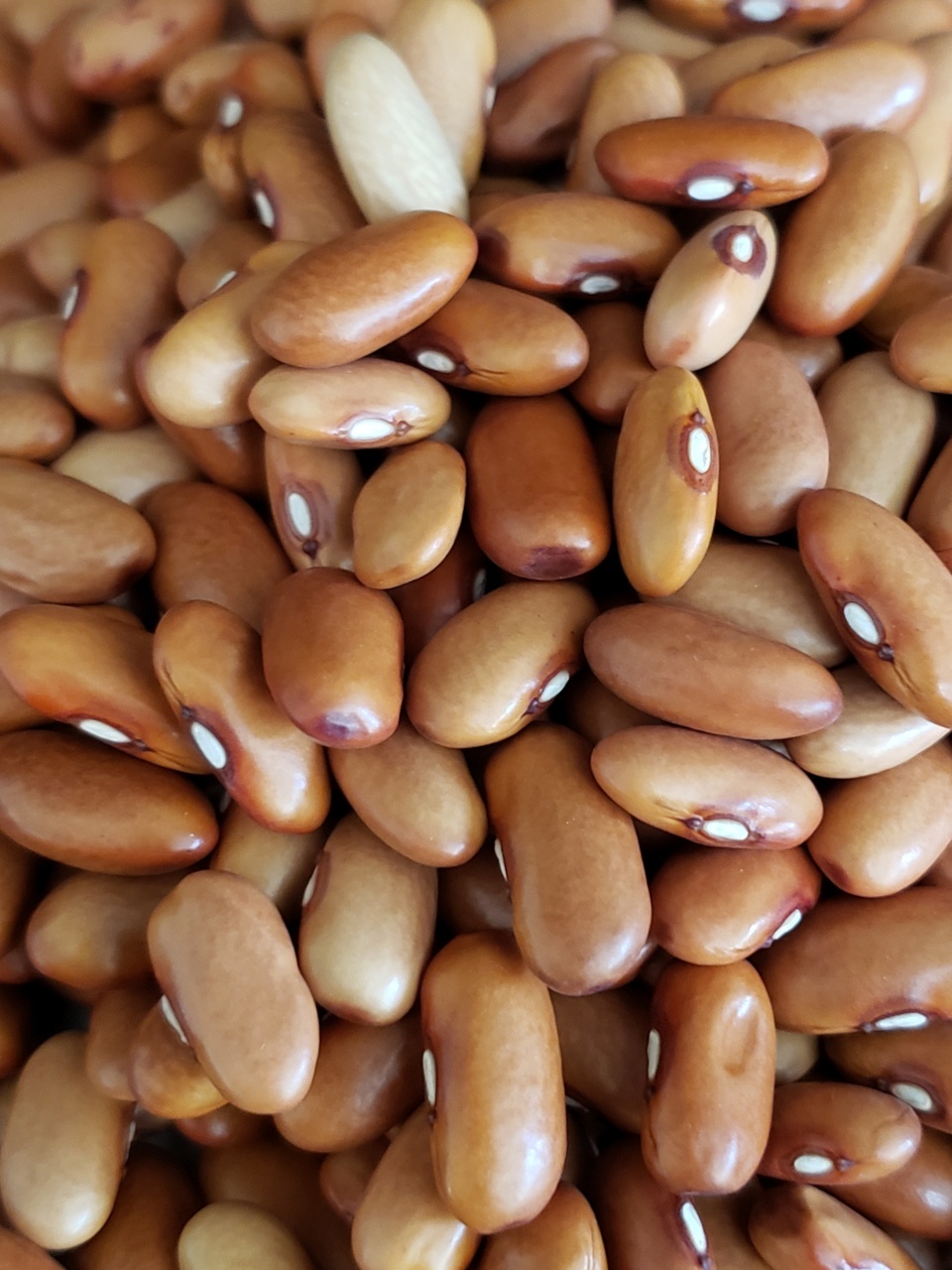 Arikara Yellow Heirloom Beans