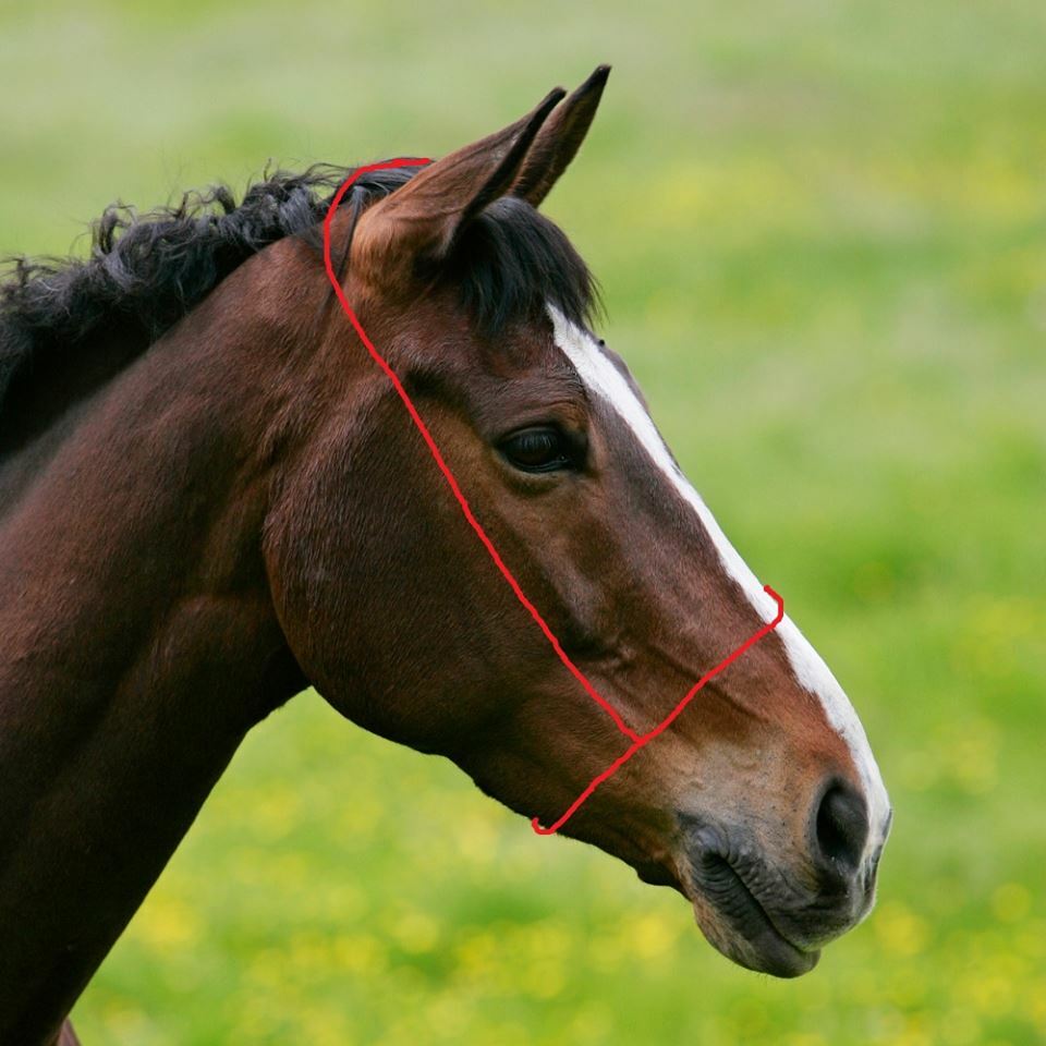 Leather Show Driving Bridle for Mini/Pony