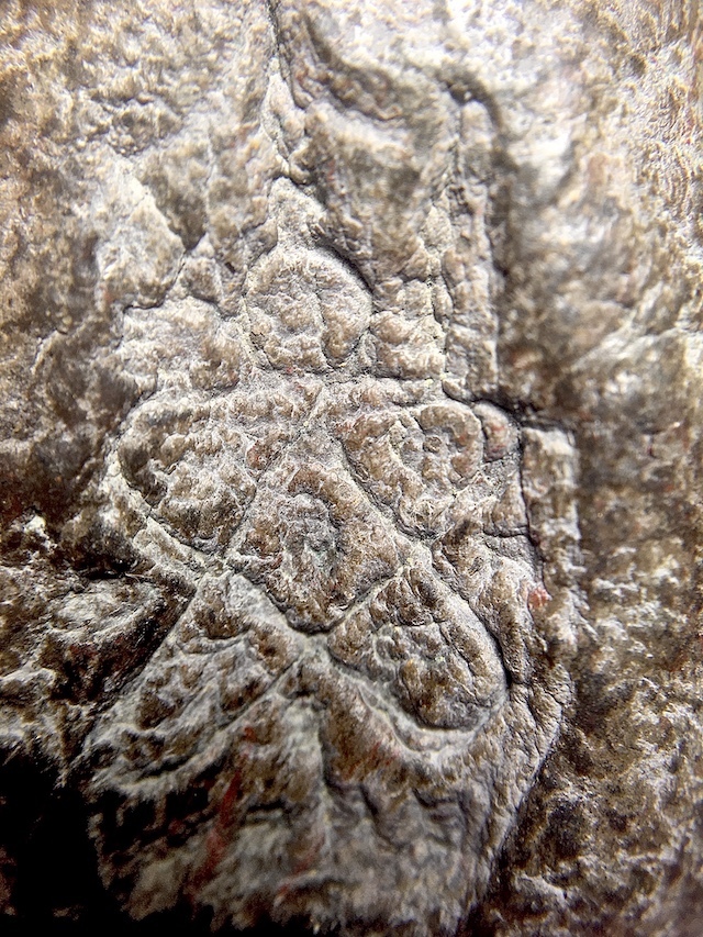 Yant Ha on rear face of amulet - close up of Muan Sarn Sacred Powders