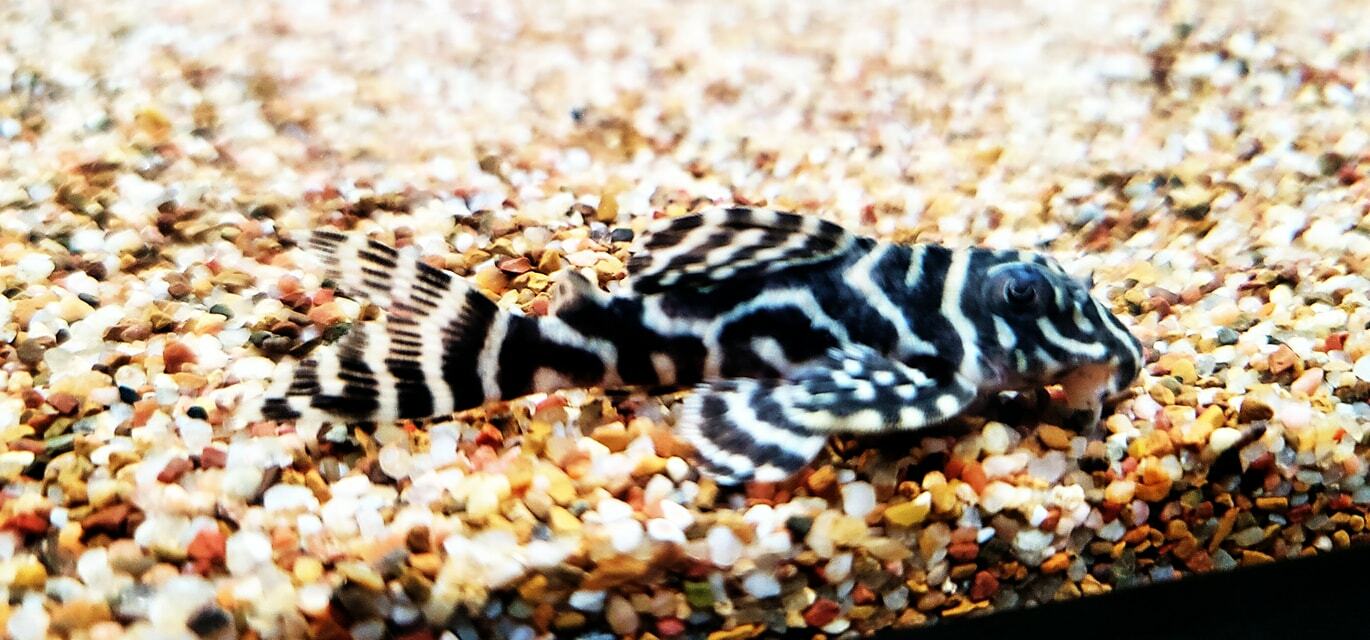 Hypancistrus debilittera L129 (Colombian Zebra Pleco)