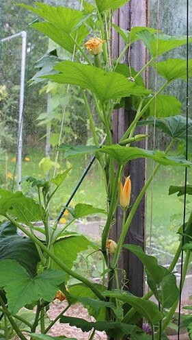 Semi Di Zucchina Rampicante 'Ola Escaladora' &ndash; Variet&agrave; Precoce Biologica Da Coltivare In Vaso O Giardino