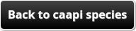 Back to caapi species