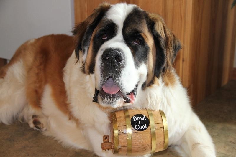 Shop The Saint Bernard Keg