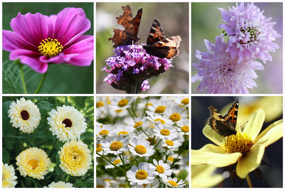 Butterfly Garden Seed Collection Shop Country Garden UK