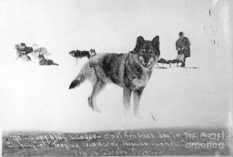 Togo The Sled Dog Dog Poster Dog Sledding Dog Movies