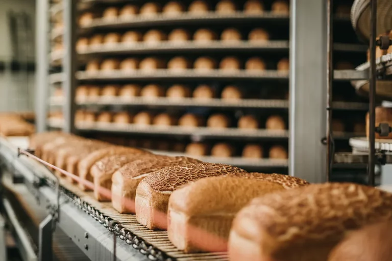 Loaves of bread on a conveyor belt in a food manufacturing plant.