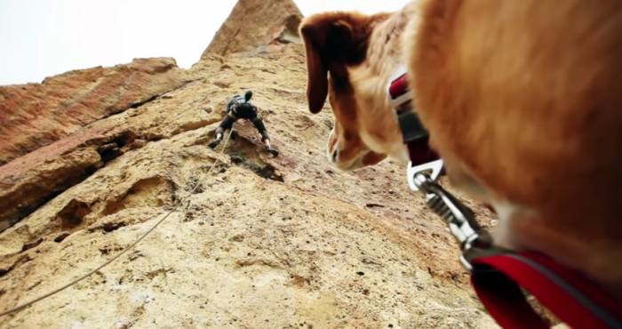 Outdoor Dog Rock Climber